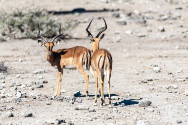 Impalas- Etosha Ulusal Parkı