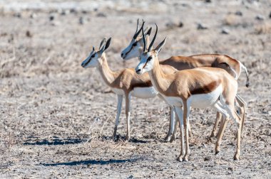 Impalas- Etosha Ulusal Parkı