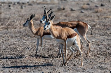 Impalas- Etosha Ulusal Parkı