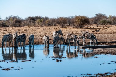 Etosha'da bir grup Zebra