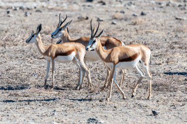 Impalas- Etosha Ulusal Parkı