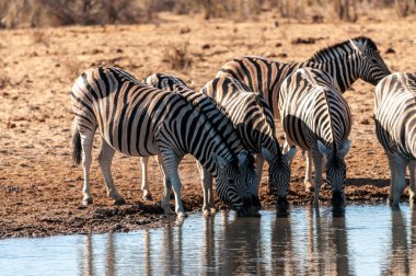 Etosha'da bir grup Zebra