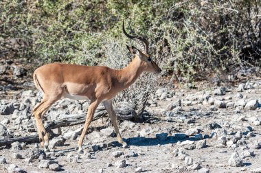 Impalas- Etosha Ulusal Parkı