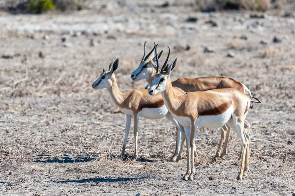 Impalas no Parque Nacional de Etosha — Fotografia de Stock