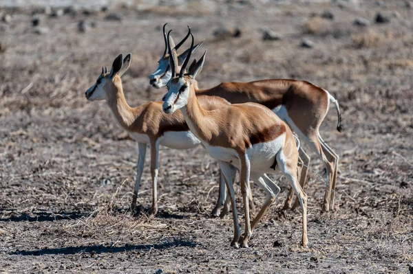 Impalas no Parque Nacional de Etosha — Fotografia de Stock