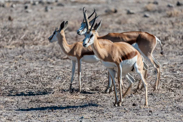 Impalas- Etosha Ulusal Parkı — Stok fotoğraf