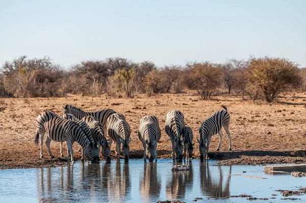 Grupa zebry w Etosha — Zdjęcie stockowe