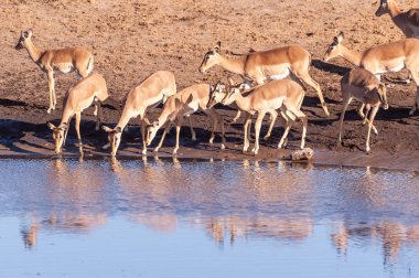 Impalas bir su birikintisi içme
