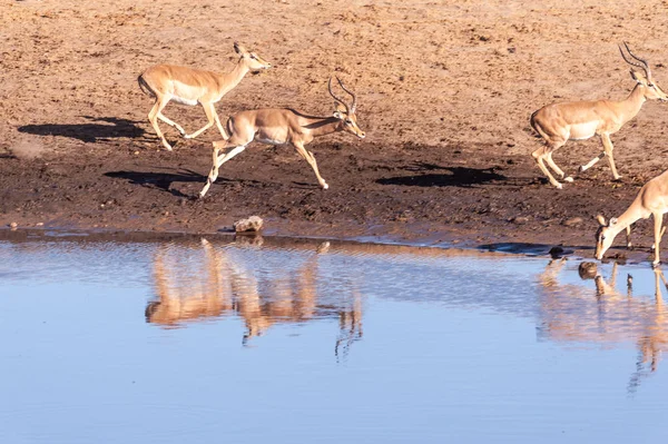 Impalas bebendo de um poço — Fotografia de Stock