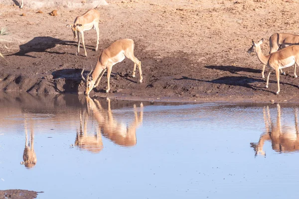 Impalas bebendo de um poço — Fotografia de Stock