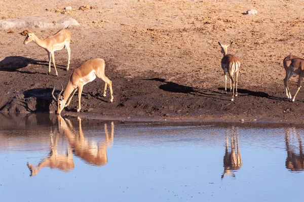 Impalas trinken aus einem Wasserloch — Stockfoto