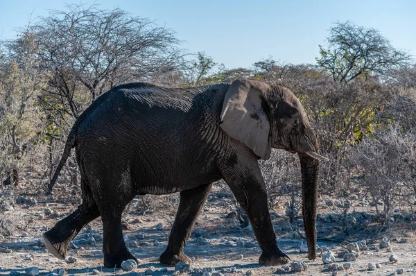 Primer plano de un elefante africano pasando por — Foto de Stock
