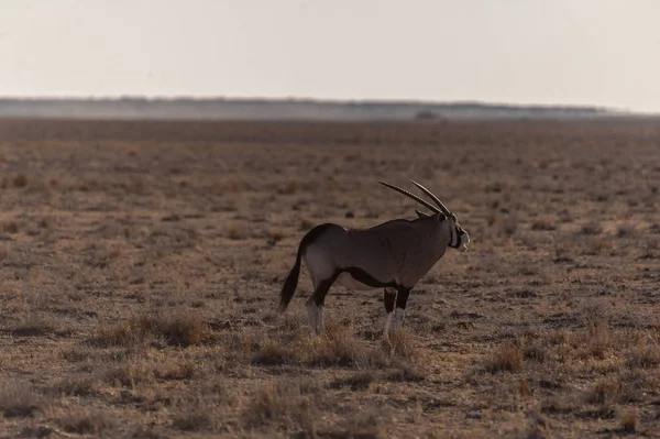 Oryx w Etosha National Park — Zdjęcie stockowe