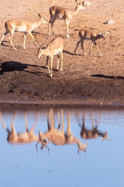 Impalas bir su birikintisi içme
