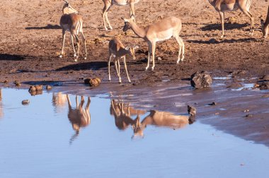 Impalas drinking from a waterhole clipart