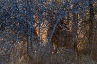 Av ile Benekli Sırtlan