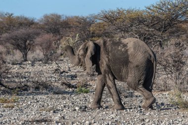 Bir Afrika Fili'nin Yakın Çekim
