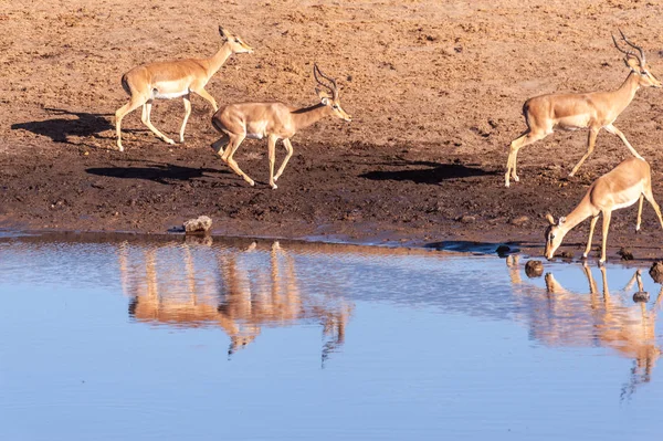 Impalas iszik vízlyuk — Stock Fotó