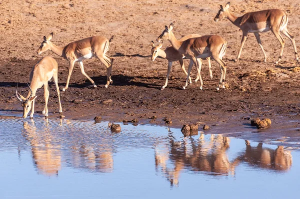 Impalas drinken uit een waterpoel — Stockfoto