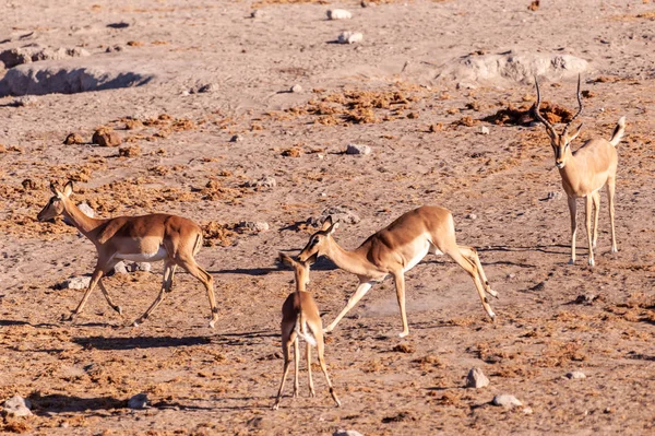 Impalas bir su birikintisi içme — Stok fotoğraf