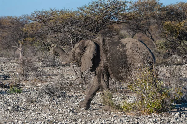 Closeup afrického slona procházející kolem — Stock fotografie