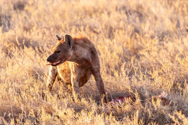 Hyena s kořistí — Stock fotografie