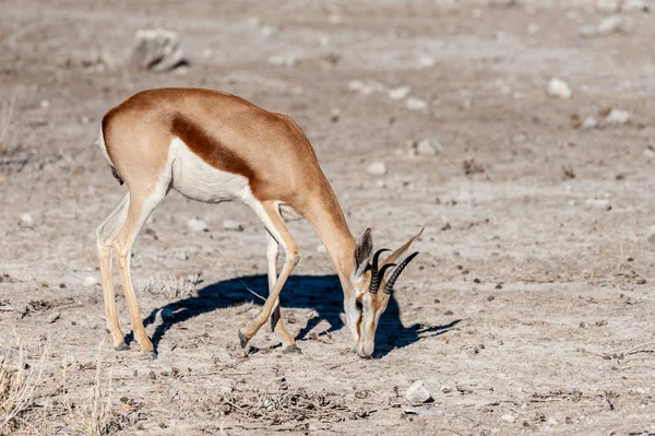 Impalas surfen in Etoscha — Stockfoto