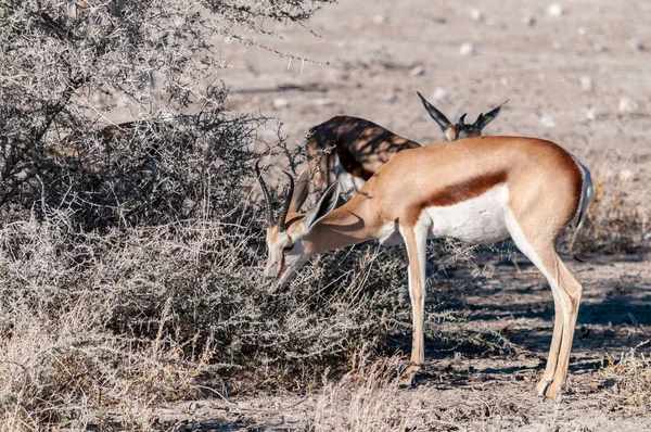 伊托沙的 Impalas 浏览 — 图库照片