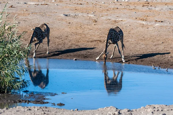 Jirafas en el Parque Nacional Etosha —  Fotos de Stock