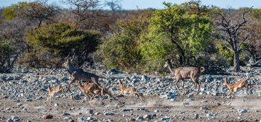 Kudus ve Impalas bir su birikintisinin etrafında koşuyorlar.
