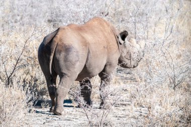 Siyah Gergedan Bir ağacın altında Tarama.