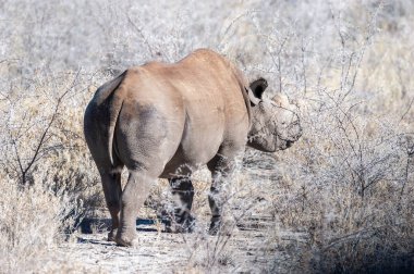 Siyah Gergedan Bir ağacın altında Tarama.