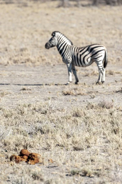 Etosha nemzeti park zebrák. — Stock Fotó