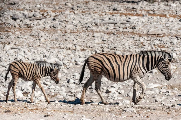 Ζέβρες σε etosha εθνικό πάρκο. — Φωτογραφία Αρχείου