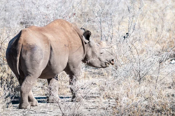 Spitzmaulnashorn stöbert unter einem Baum. — Stockfoto