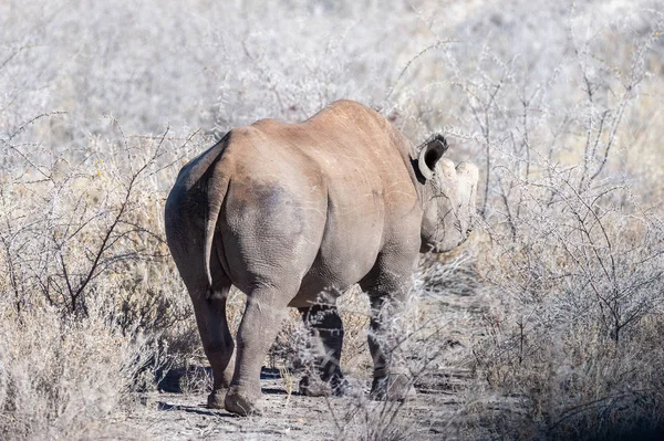 Czarne Rhinoceros przeglądanie pod drzewem. — Zdjęcie stockowe