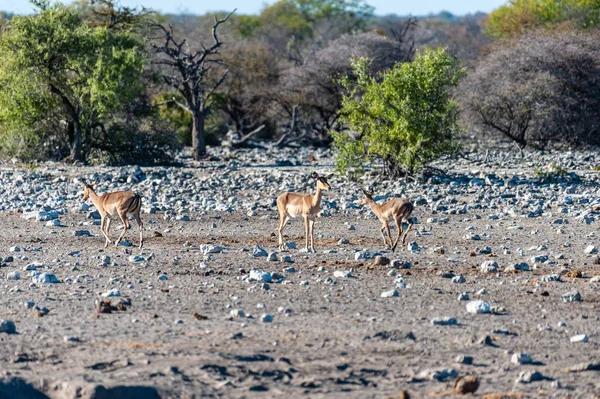 Kudus si avvicina a una pozza d'acqua — Foto Stock