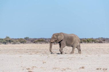 Etosha Milli Parkı Ovaları Boyunca Yürüyen Yalnız Bir Erkek Fil
