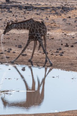 Zürafalar etkin Milli Parkı'nda