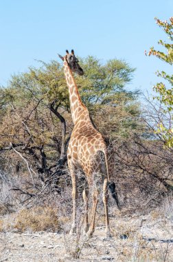 Zürafalar etkin Milli Parkı'nda
