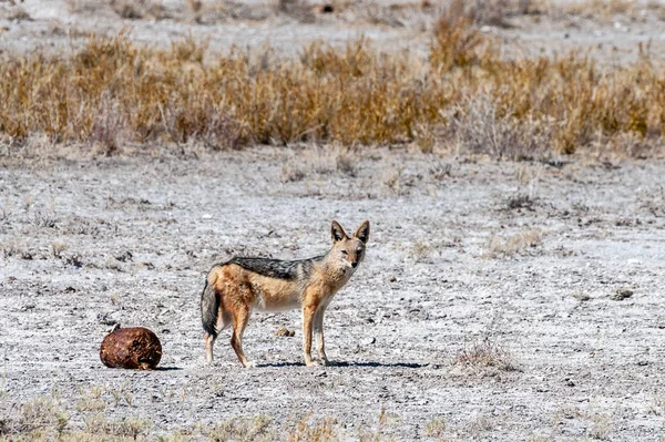 Schakal på de torra slätterna i Etosha — Stockfoto