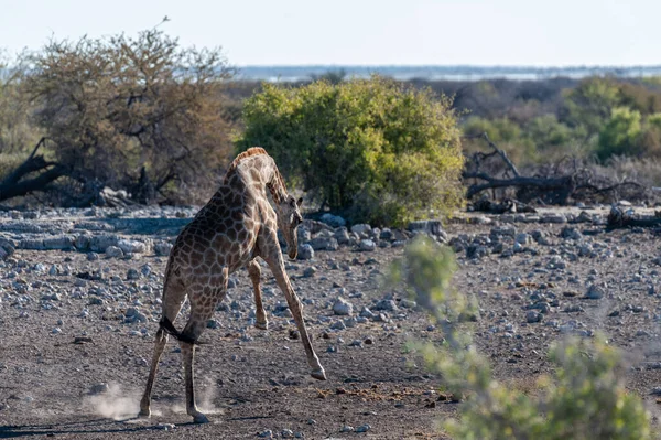 Giraffe nel Parco Nazionale di Etosha — Foto Stock