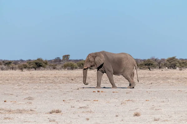 Osamělý samec, který kráčí přes pláně národního parku Etosha — Stock fotografie