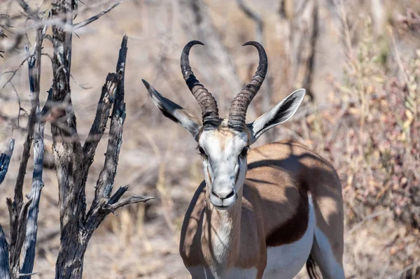 Primer plano de un Impala — Foto de Stock