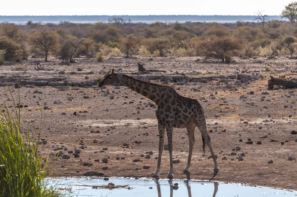 Giraffes in Etosha Nationaal Park — Stockfoto