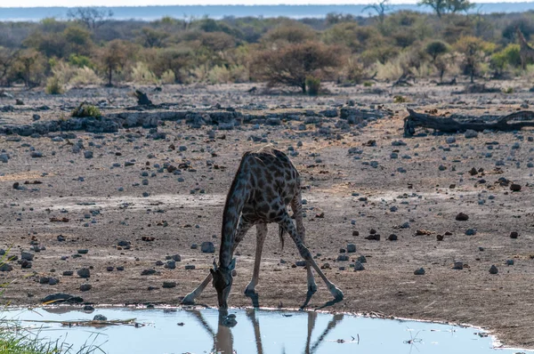 Жирафи у Етоша-парку — стокове фото