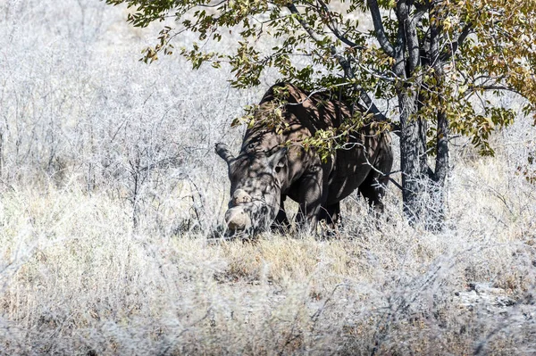 Czarne Rhinoceros przeglądanie pod drzewem. — Zdjęcie stockowe