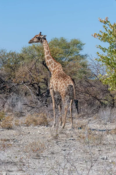 Žirafy v národní Park Etosha — Stock fotografie