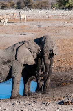 İki Erkek Fil Birbirleriyle Savaşıyor