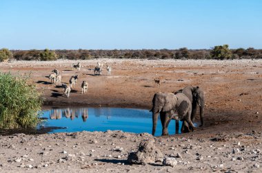 Etosha 'daki bir su birikintisinin yakınında yaşlı bir Afrika memelisi grubu.